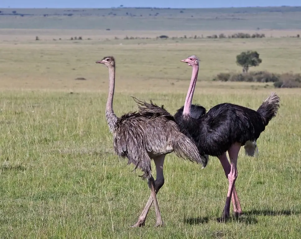 Pair ntawm ostriches