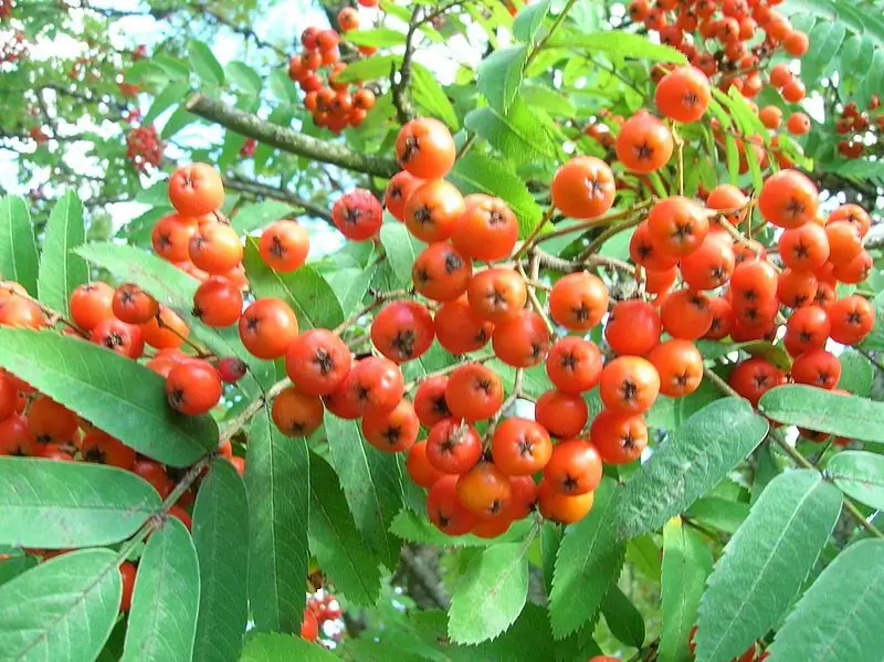 BerriesRowan wa Siberia