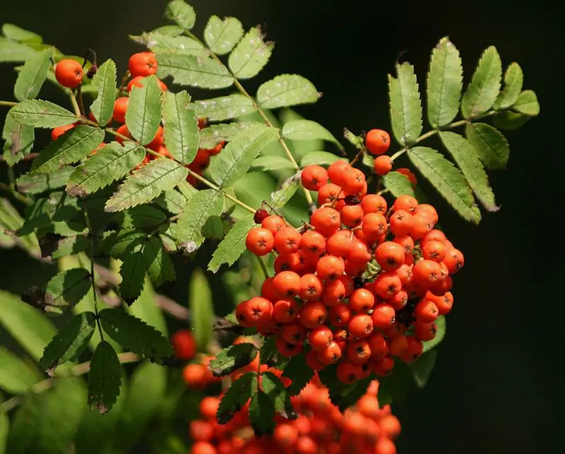 Siberian rowan