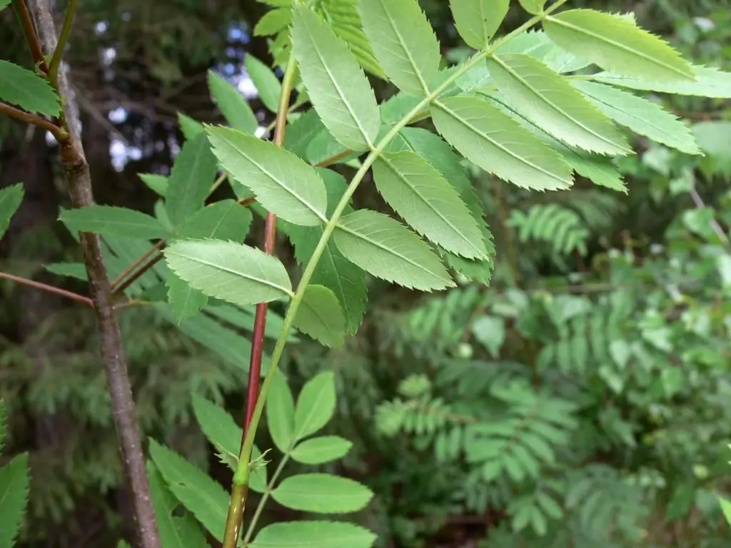 rowan leaves