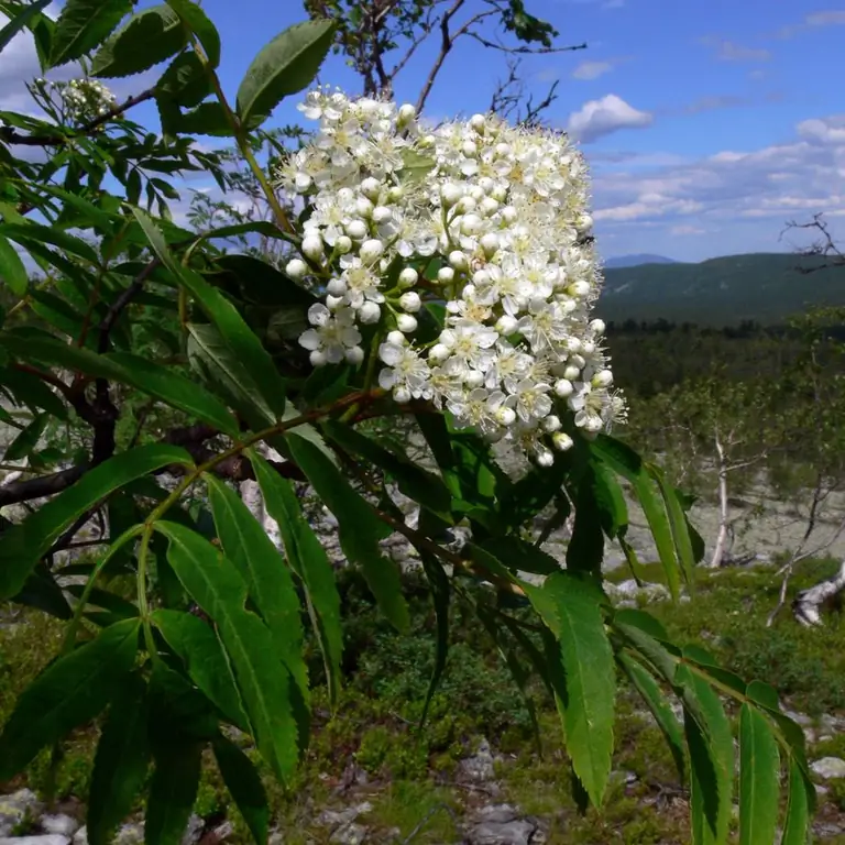 Blooming Siberian rowan