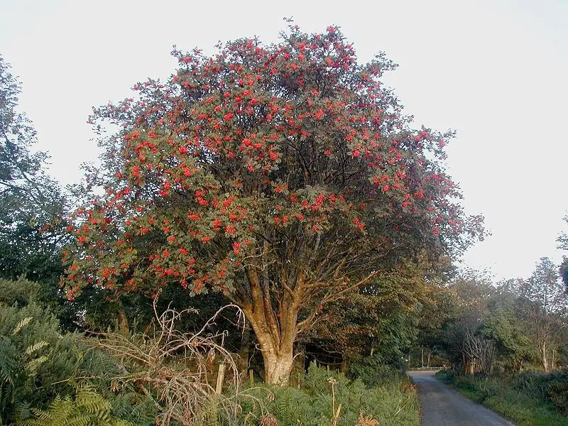 Siberische ashberry: beschrijving, foto, eigenschappen en toepassing