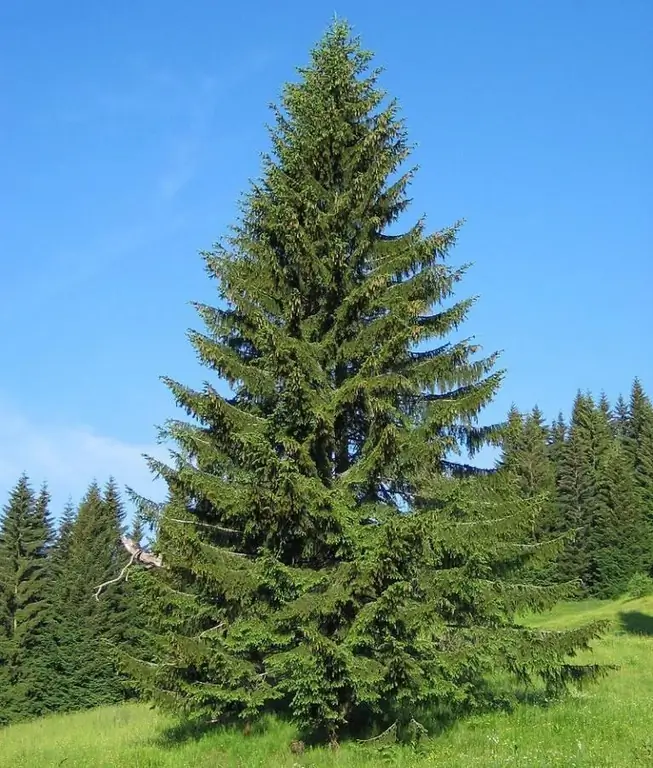 Gemeine Fichte: Beschreibung, Foto, Verbreitung, nützliche Eigenschaften und Anwendung