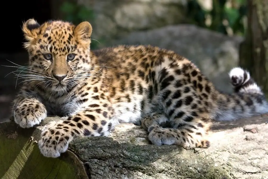 Amur leoparı