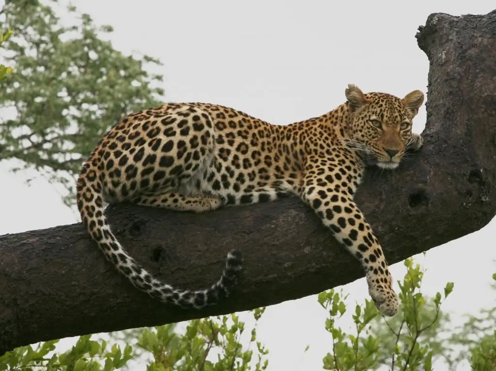 leopardo descansando