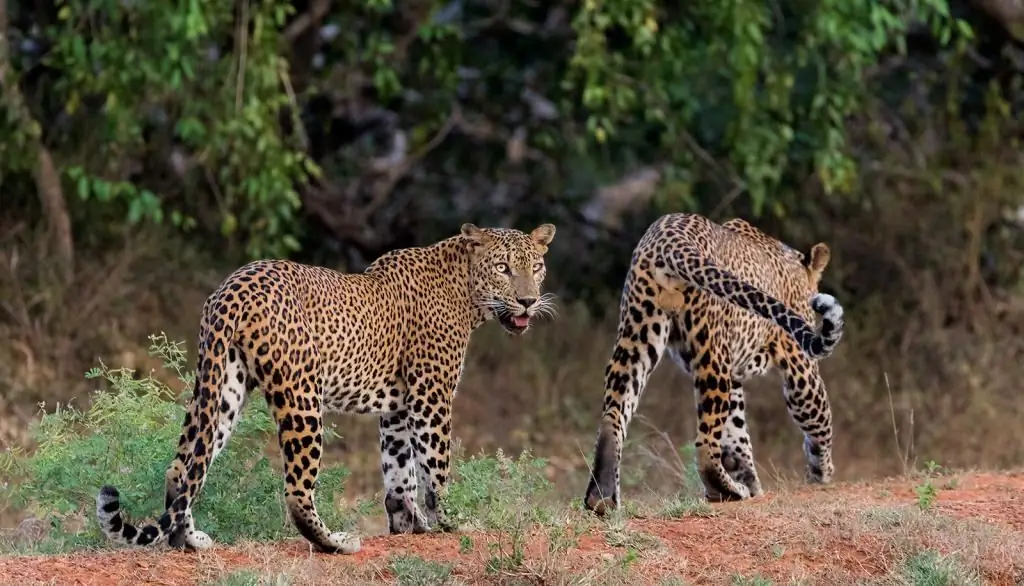 Pair of leopards