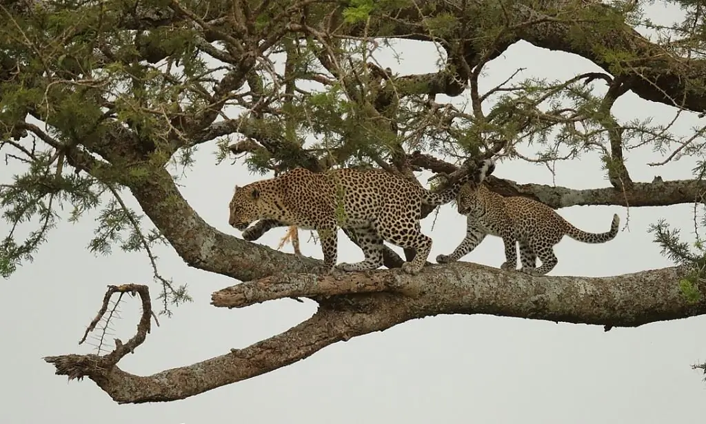 Leopard with a cub