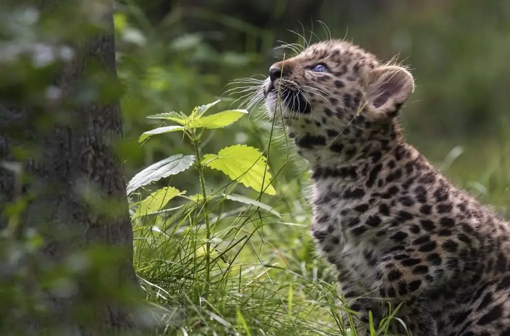 Leopard cub