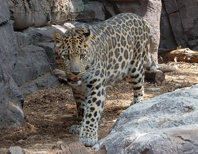 Leopardo en cautiverio