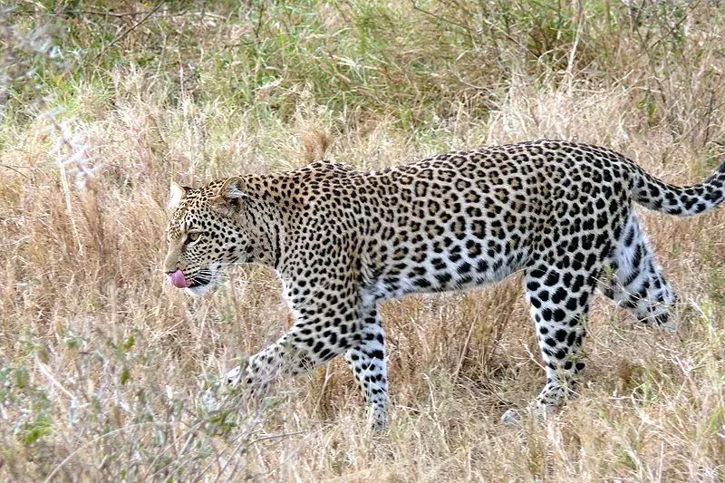 How much does a leopard weigh? Where does the leopard live? Description and lifestyle of an animal in the wild