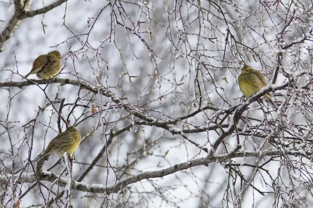 A flock of buntings