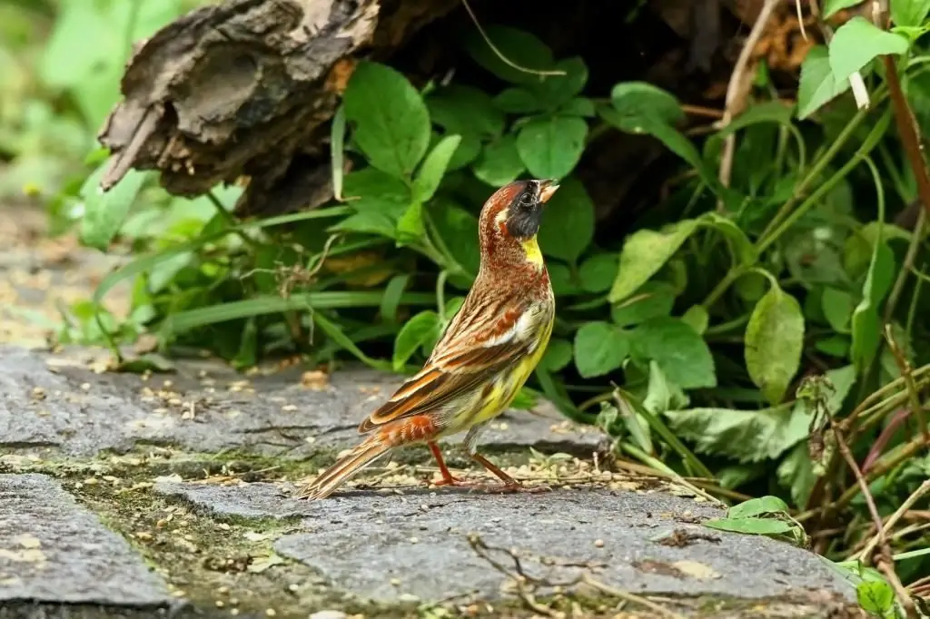 Dubrovnik bird