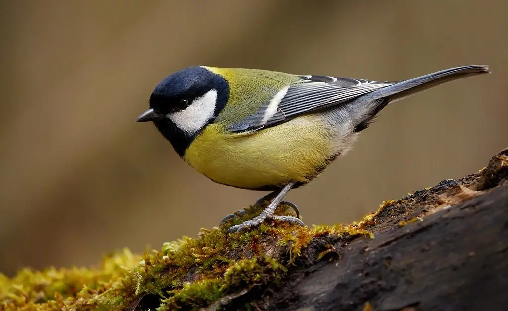 L'apparition de la mésange