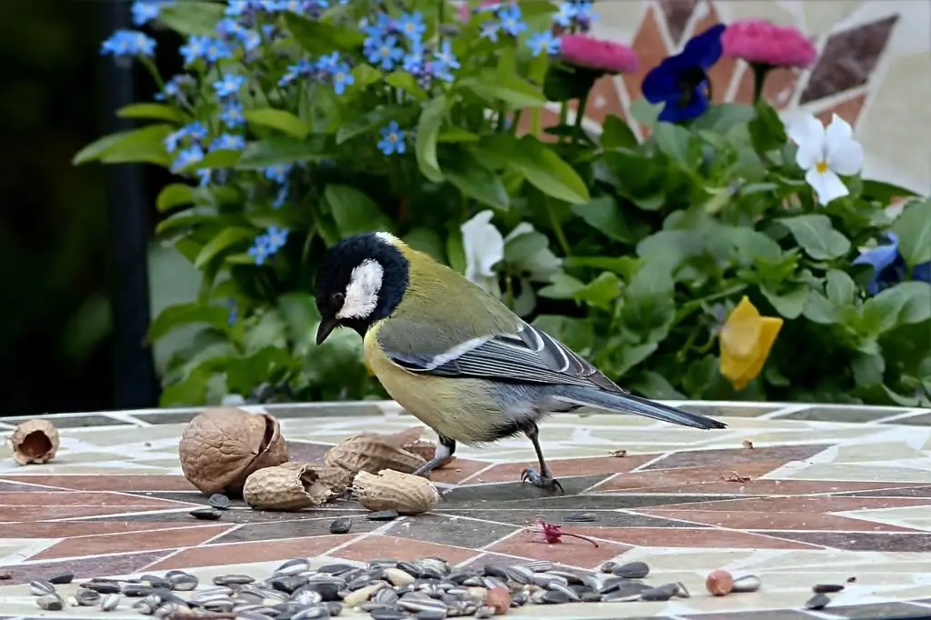 pájaro con vientre amarillo