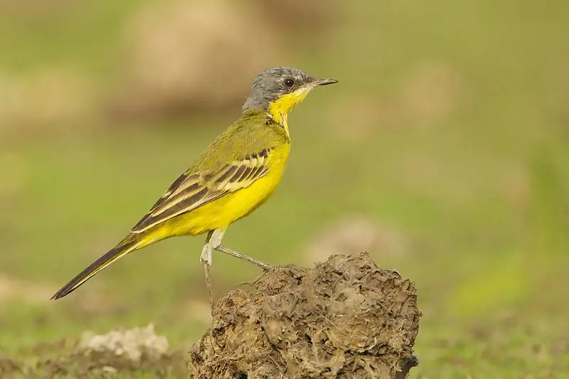 yellow wagtail