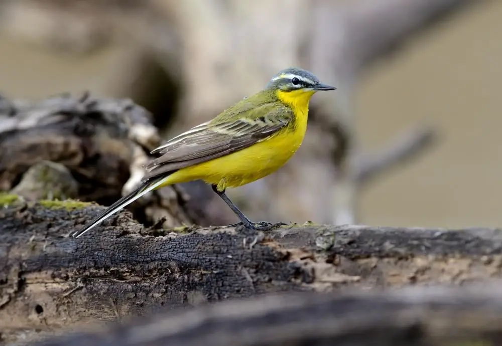 Wagtail habitats