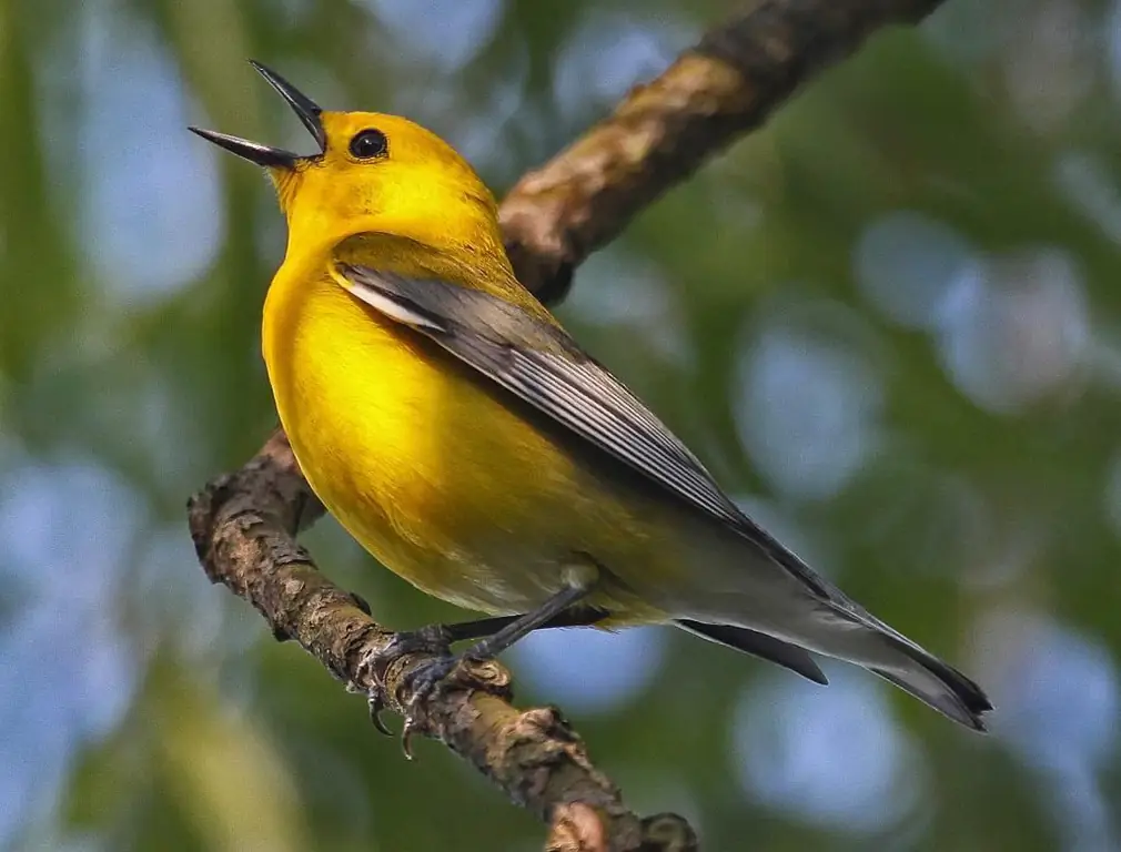 Vogels met een gele buik: namen, levensstijl