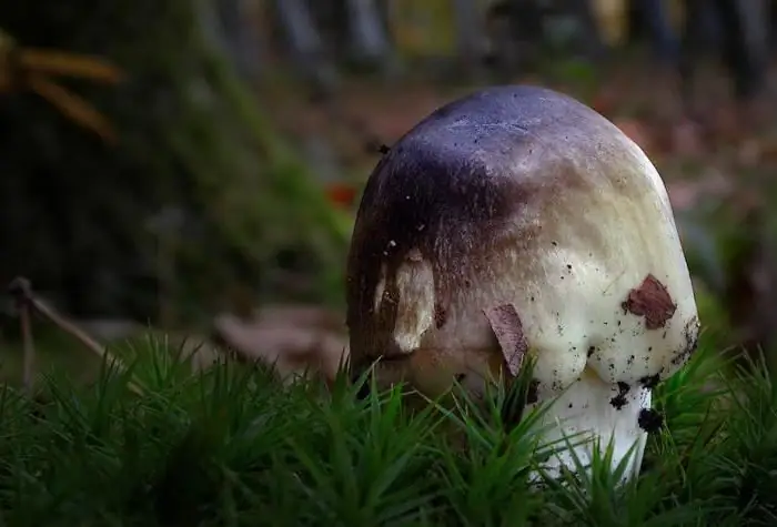 Remo de otoño de setas, sombrero gris