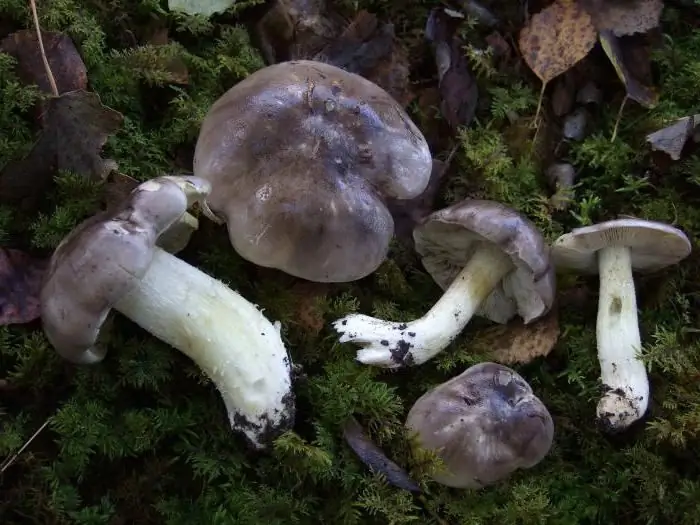 Row gray: photo et description de la façon de distinguer un champignon comestible d'un champignon vénéneux