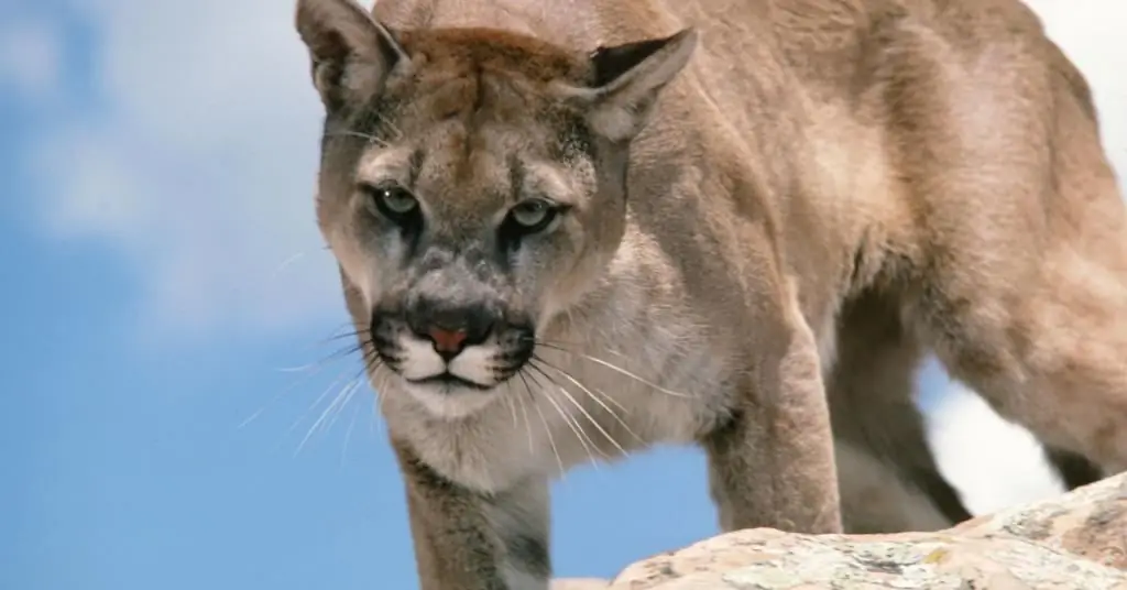 Família dos gatos: lista, descrição dos animais e seus habitats