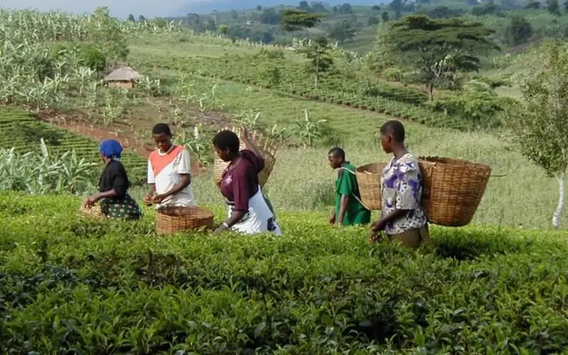 agricultura en tanzania