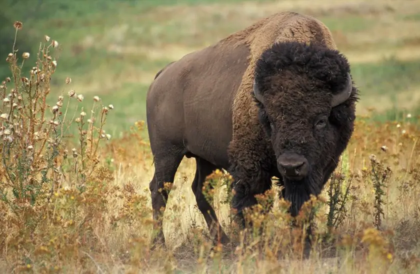 US Animals: списък със снимка