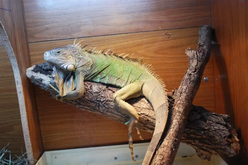 Mantener una iguana en un terrario