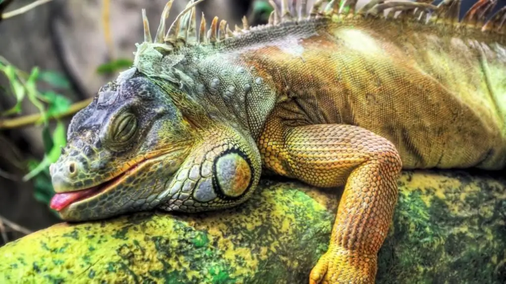 L'iguane a l'air drôle