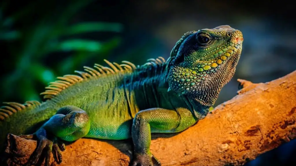 Iguanas are very beautiful reptiles