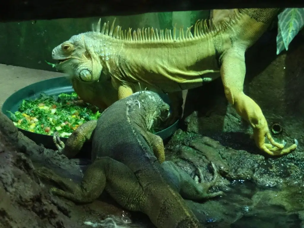 Feeding green iguanas