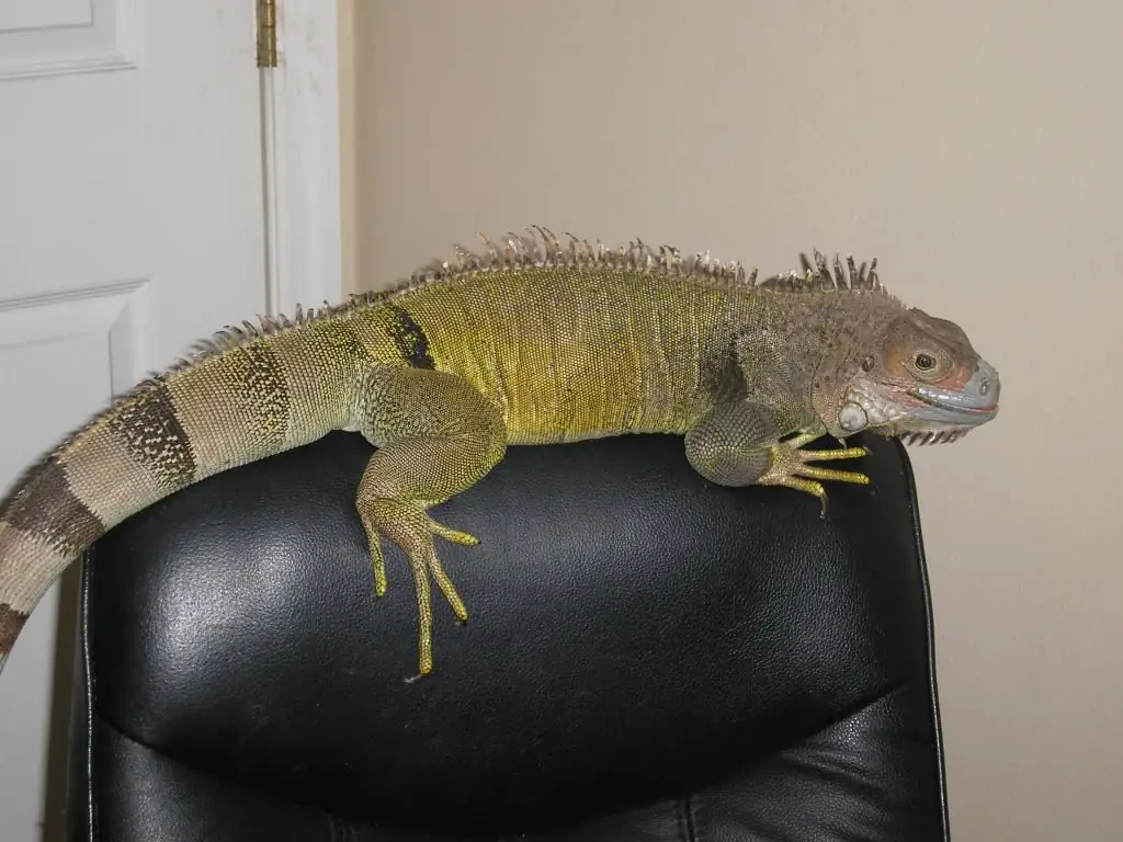 iguana viviendo en casa