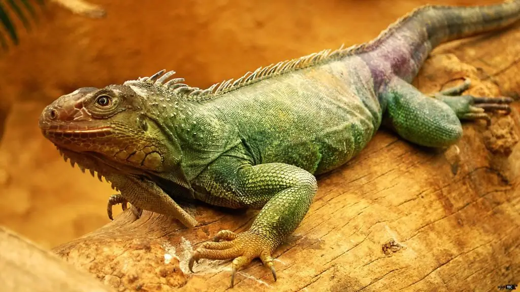 Iguane - animal exotique