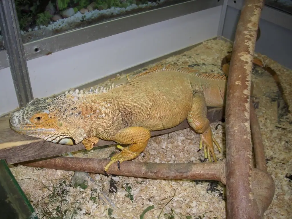 Evdə iguana