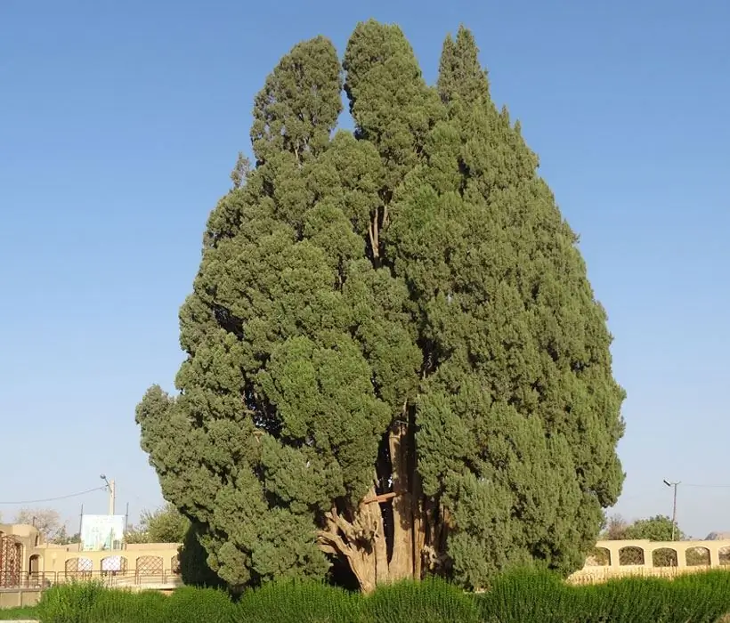 vintergrön cypress