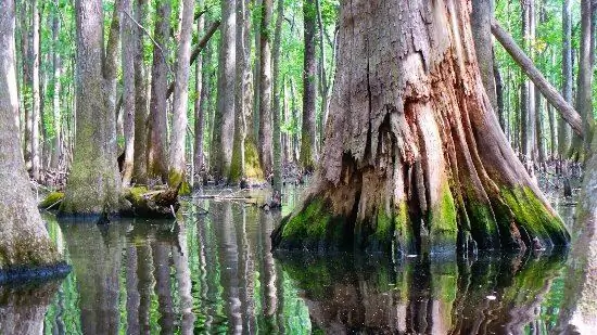 swamp cypress