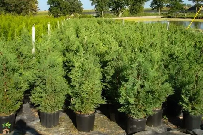 cypress breeding