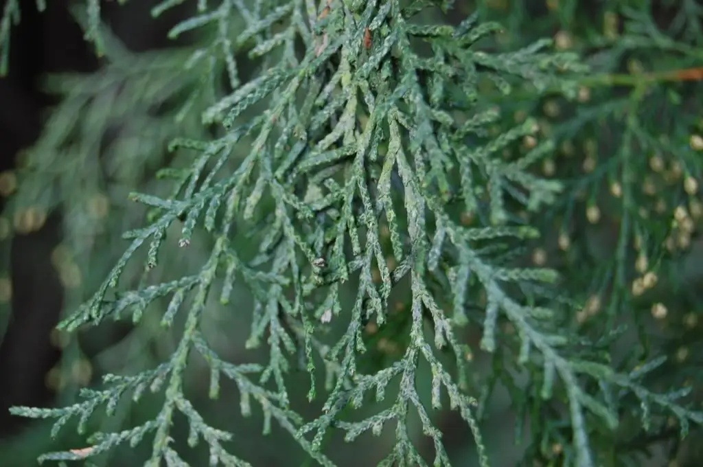 cypress in Russia