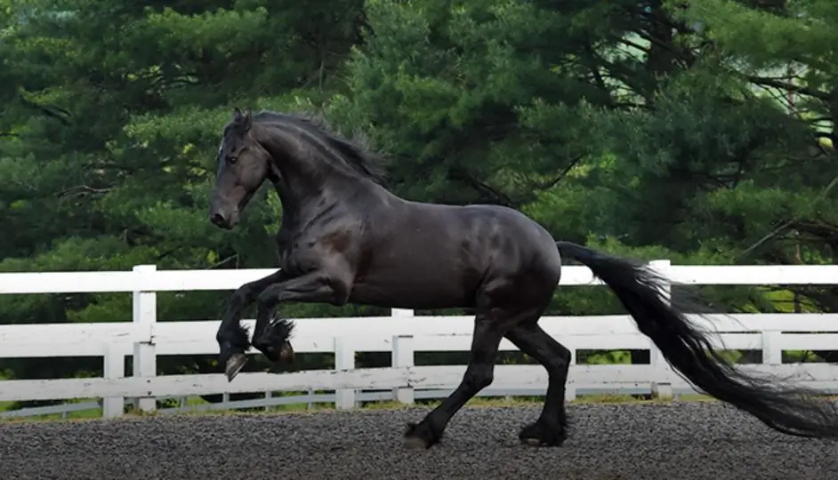 caballo frisón