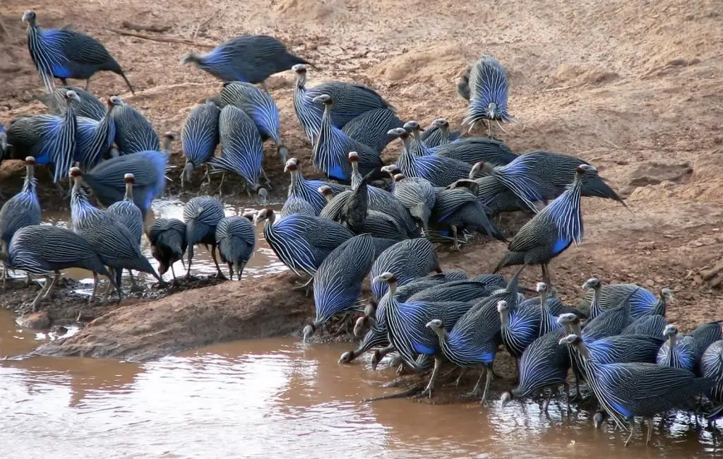 Os pássaros foram para o bebedouro