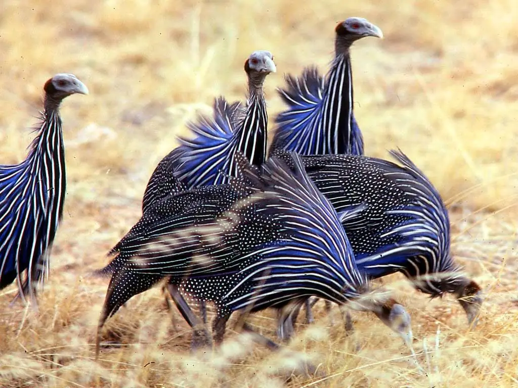 flock of guinea fowl