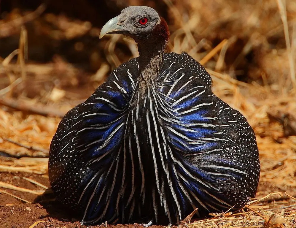 Guinea fowl