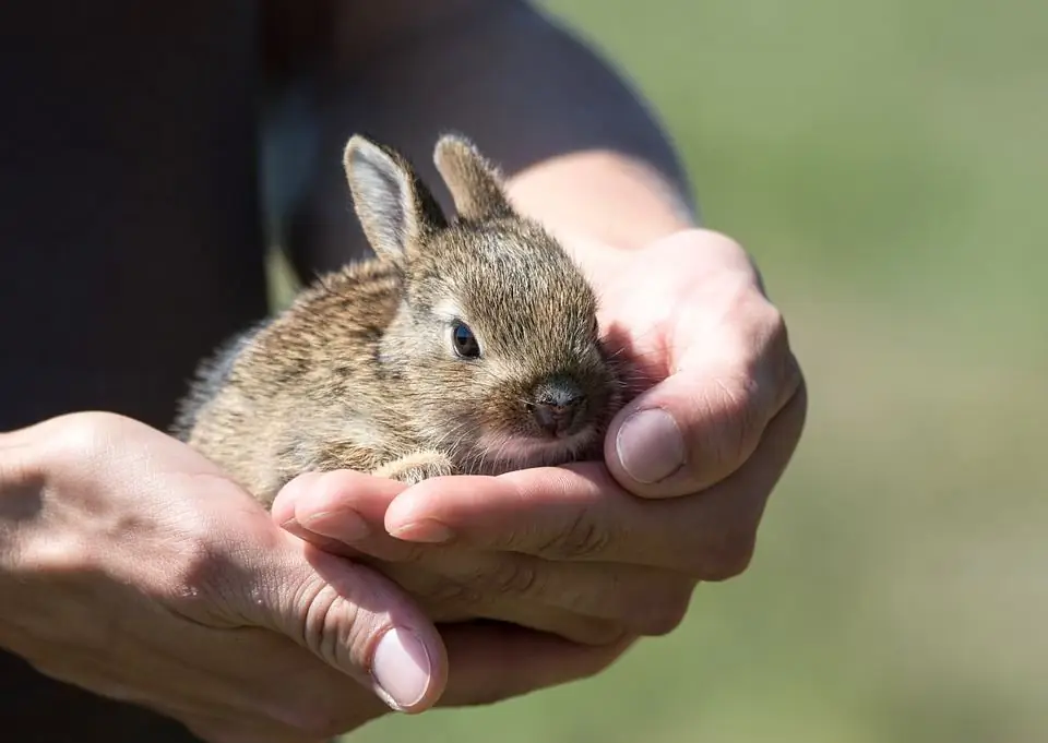 Kaninchen in der Hand