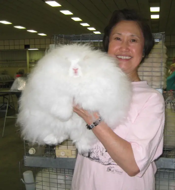 kuneho ng angora