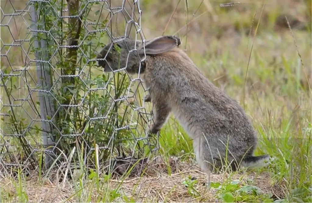 rabbits in australia