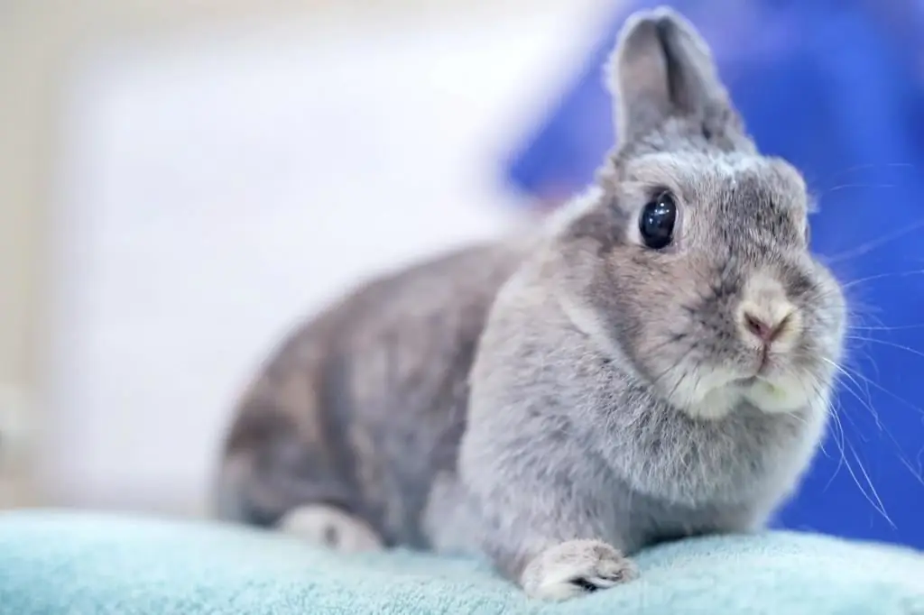 Die interessantesten Fakten über Kaninchen für Kinder