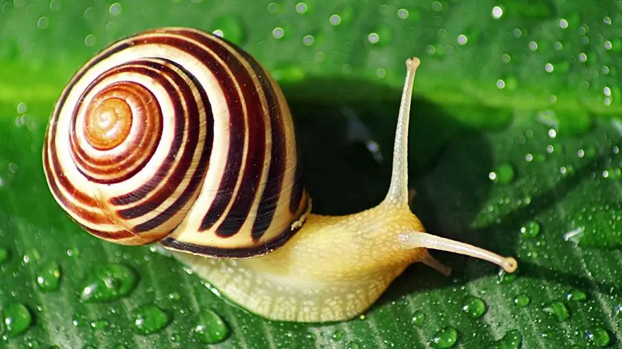 Quantos dentes tem um caracol Achatina?