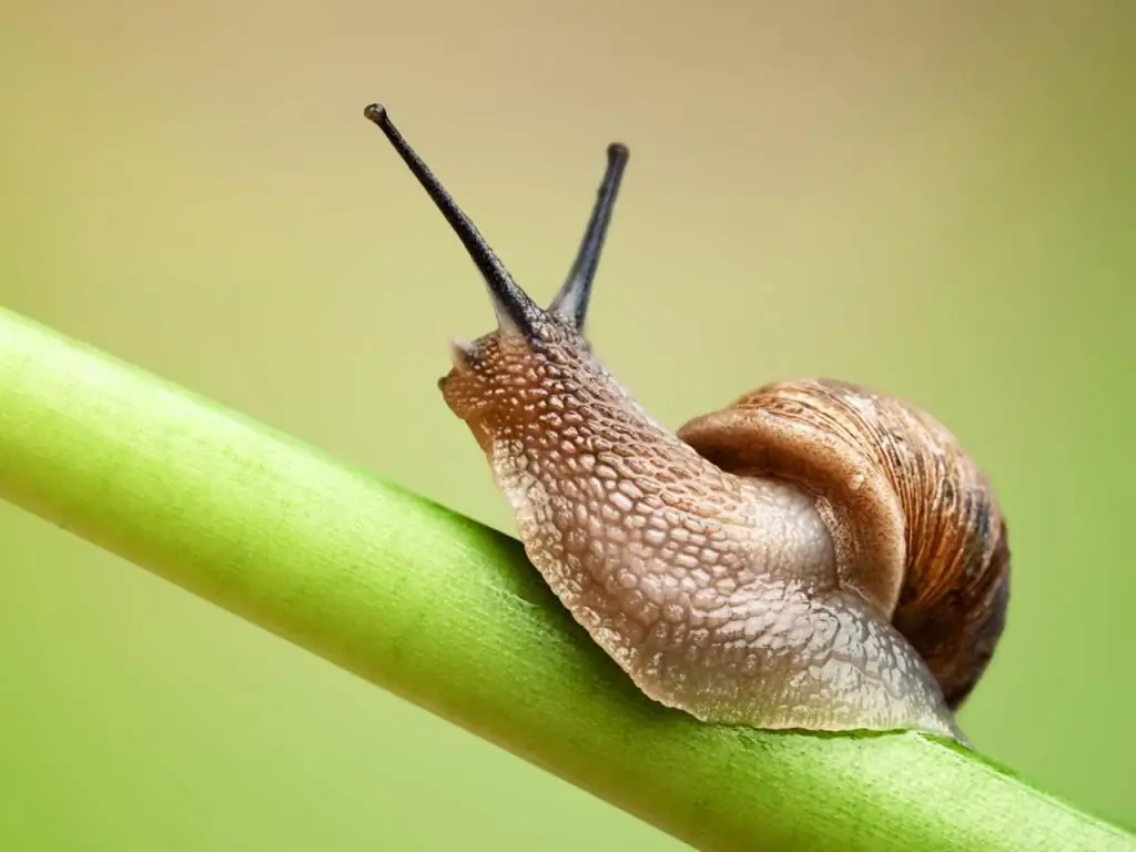 Dentes de caracol sob um microscópio