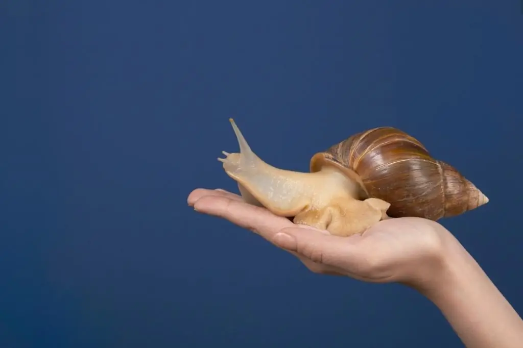 snails have teeth and other issues