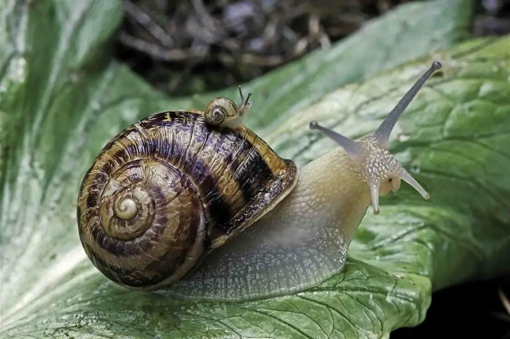 Os caracóis têm dentes?