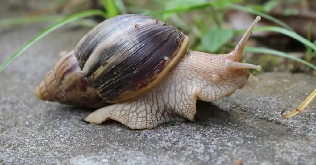 Tout sur les escargots : quelques mots sur les coquilles, les escargots ont-ils des dents, pourquoi avons-nous besoin de mucus et bien plus encore